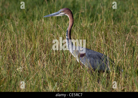 Goliath Heron (Ardea goliath). Stalking frogs. Lake Awasa. Ethiopia. Found widely in Africa. Stock Photo