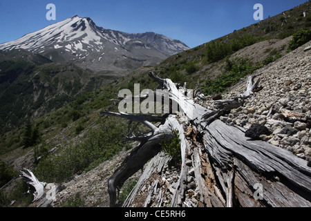 trees killed from 1980 eruption Mount St Helens Volcano National monument Stock Photo