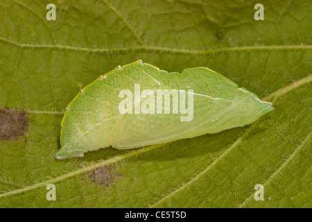 Hackberry Emperor Asterocampa celtis Flat Creek, Barry County, Missouri, United States 24 May Pupa Stock Photo