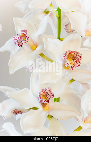 White Cymbidium or Boat orchid flowers in close view - vertical image Stock Photo