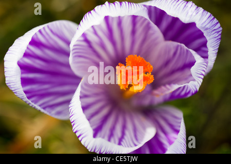 Beautiful blooming purple and white striped spring crocus or Crocus vernus Stock Photo