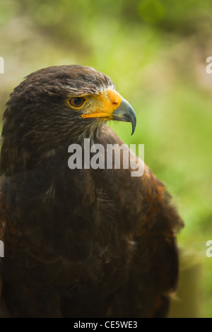 Harris hawk, Dusty hawk,  Bay-winged hawk or Parabuteo uninctus in side angle view Stock Photo