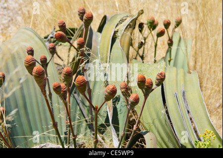 The 'living fossil' plant Welwitschia mirabilis, Female plant with cones in flower. Damaraland, Namibia Stock Photo