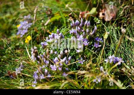 Wild flowers in the Dolomite Alps Italy Europe Stock Photo