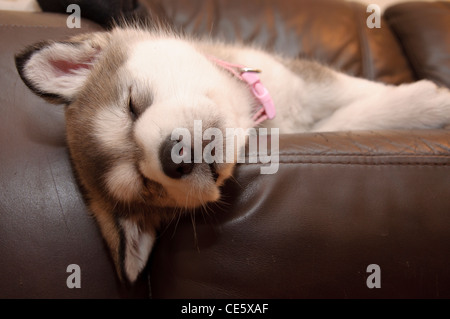 6 week old alaskan malamute puppy sleeping Stock Photo
