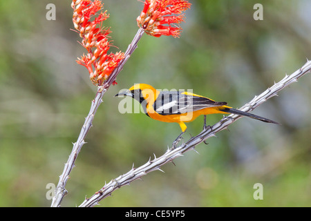 Hooded Oriole Icterus cucullatus Amado, Arizona, United States 16 April Adult Male Icteridae Stock Photo