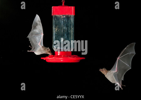 Mexican Long-tongued Bat (left) & Lesser Long-nosed Bat (right) Choeronycteris mexicana & Leptonycteris curasoae Amado, Arizona Stock Photo