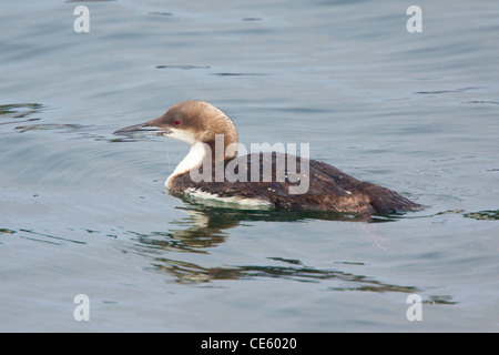 Pacific Loon Gavia pacifica Monterey, California, United States 23 April Adult in winter plumage. Stock Photo