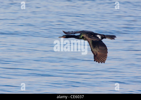 Pelagic Cormorant Phalacrocorax pelagicus Montereyy, California, United States 22 April Adult PHALACROCORACIDAE Stock Photo