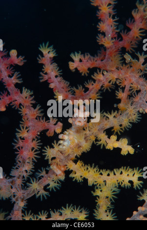 a front view of a pigmy seahorse, hippocampus bargibanti Stock Photo