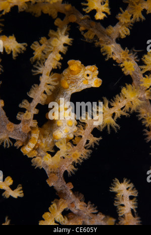 A very close up view of a tiny Pigmy Seahorse, Hippocampus Bargibanti, a female or male, found along the coast of Manado Stock Photo