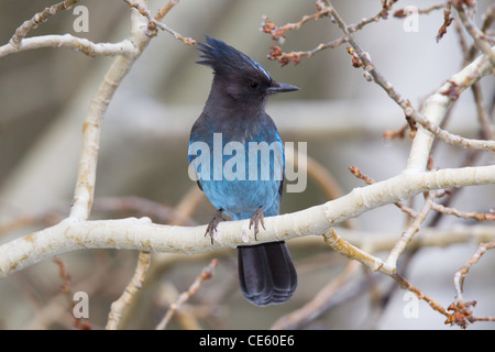 Steller's Jay Cyanocitta stelleri Lee Vining Canyon, California, United States 13 May Adult Corvidae Stock Photo