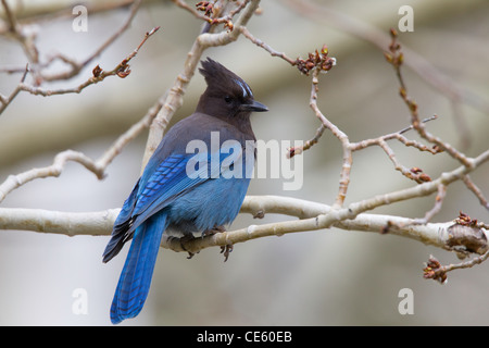 Steller's Jay Cyanocitta stelleri Lee Vining Canyon, California, United States 13 May Adult Corvidae Stock Photo