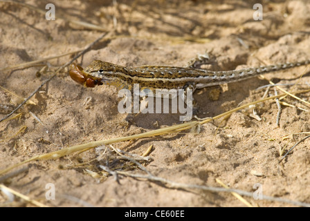 Female Eastern Side-blotched Lizard, (Uta stansburiana stejnegeri), eating a beetle, Petroglyph National Monument, New Mexico. Stock Photo