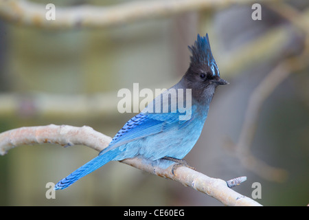 Steller's Jay Cyanocitta stelleri Lee Vining Canyon, California, United States 13 May Adult Corvidae Stock Photo