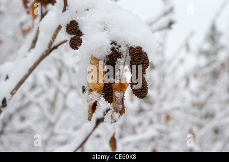 Winter scene of snow covered Alder cones hanging from tree along Dalton Highway, North Slope, Alaska in October Stock Photo