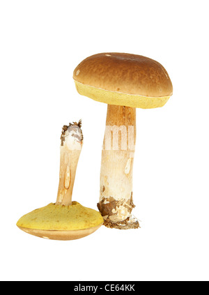 big and little mushroom on white background Stock Photo