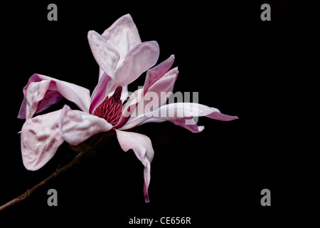 Magnolia flower unfurling, early morning Stock Photo
