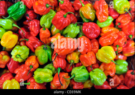 Close up of Scotch Bonnet peppers. Stock Photo