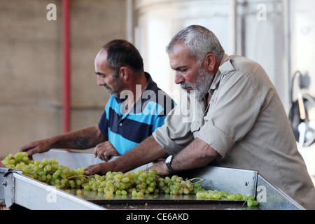 Workers in the Cremisan Winery operated and managed by the Salesian Don Bosco Congregation. Beit Jala near Bethlehem, Palestine Stock Photo