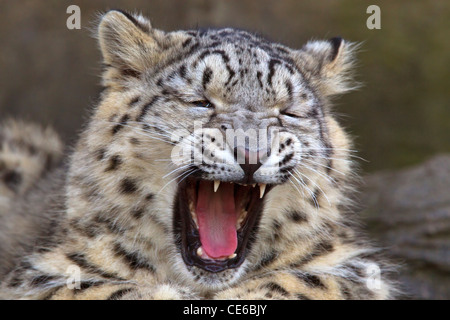 Snow Leopard cub yawning Stock Photo