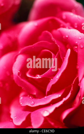 Pink rose flower in drops after rain close up isolated on a white ...
