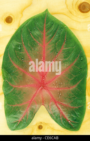Network ; water drops on leaf ; Caladium ; heart shape ; elephant ear ; heart of Jesus ; angel wings ; Stock Photo