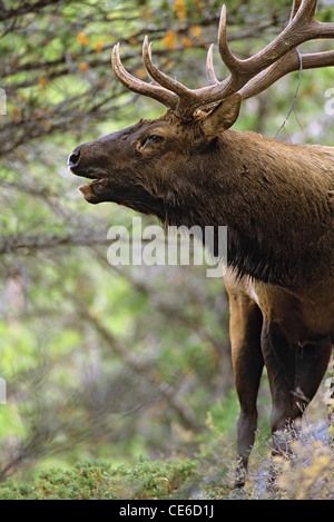 Bull Elk Bugling Close Up Stock Photo