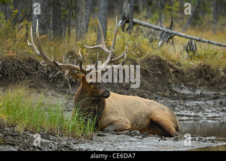 Bull Elk Resting on a Mud Bank Stock Photo