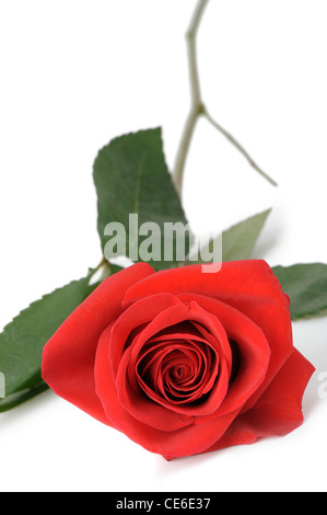 Red rose it is isolated. Lies on a white background Stock Photo