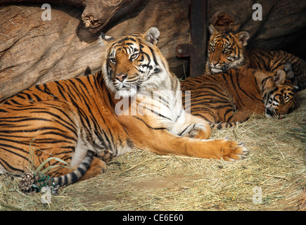 Female Sumatran tiger and cubs Stock Photo