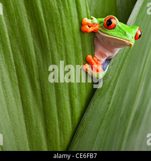 red eyed tree frog, Agalychnis callidrias curious treefrog in rainforest Costa Rica hiding between green leafs