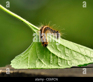 Black caterpillar with long hair Stock Photo