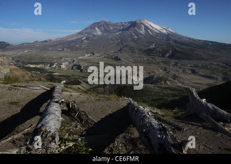 trees killed from 1980 eruption Mount St Helens Volcano National monument Stock Photo