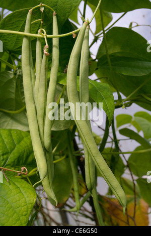 Green beans growing on vines Stock Photo