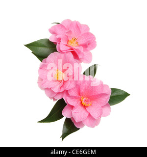 Three Williamsii donation camellia flowers isolated against white Stock Photo