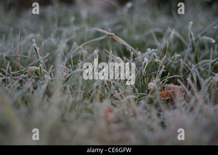 Hore frost on grass land as temperatures drop below freezing, Gloucestershire Stock Photo