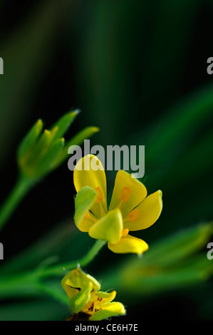 Hypoxis hemerocallidea African star grass African potato yellow flowers blooms blossoms selective focus flowering Stock Photo