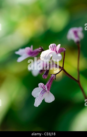 Streptocarpus thompsonii Cape Primrose white purple flowers blooms blossoms flower bloom blossom Gesneriad Stock Photo