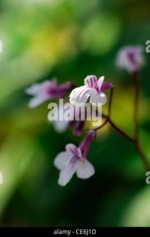 Streptocarpus thompsonii Cape Primrose white purple flowers blooms blossoms flower bloom blossom Gesneriad Stock Photo