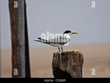 Swift tern perched on post of jetty Stock Photo