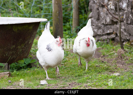 pair of light Sussex hens Stock Photo