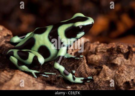 golden poison dart frog dendrobates auratus poisonous animal with bright warning colors lives in tropical rainforest of Panama Stock Photo