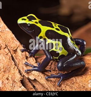 poison dart frog, dendrobates tinctorius in Amazon rain forest Stock Photo