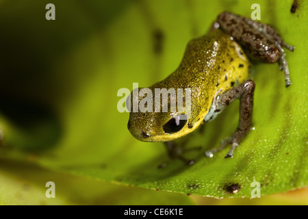 yellow poison dart frog of rain forest in Panama, beautiful poisonous animal with bright warning colors Stock Photo