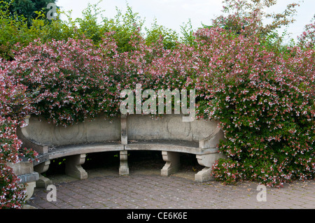 ABELIA X GRANDIFLORA AT RHS GARDEN WISLEY Stock Photo