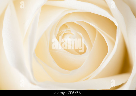 CREAM COLOURED ROSE Stock Photo