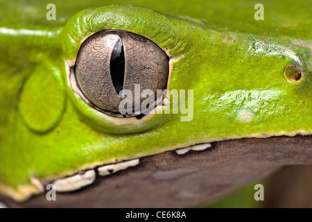 animal eye detail of tree frog head amphibian vertical pupil beautiful animal detail of iris Phyllomedusa bicolor Stock Photo