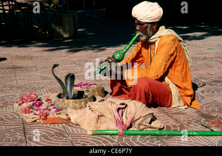 Indian snake charmer playing Pungi or Been in front of dancing snake with open hood ; India ; asia Stock Photo