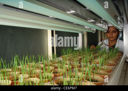 Plants growing in laboratory ; Agriculture research ; india ; asia Stock Photo